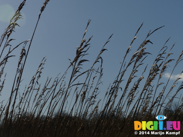 LZ00276 Reeds at Cosmeston lakes